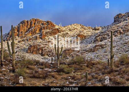Sonnenbeschienene saguaro und frischer Schneefall auf Gates Pass Kamm nach Winterschnee in Tucson, Arizona Stockfoto