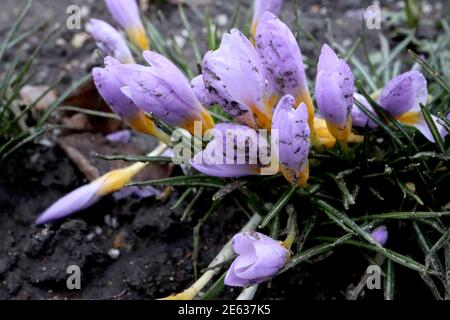 Crocus sieberi subsp. atticus ‘Firefly’ Schneebrokus Firefly – Gruppe von aufkeimenden Flieder- und gelben Blüten Januar, England, Großbritannien Stockfoto