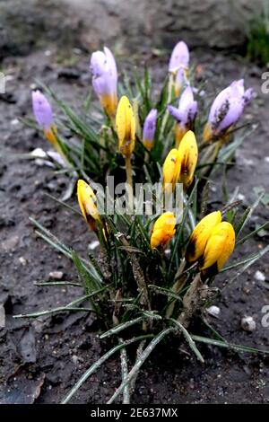 Crocus chrysanthus ‘Golden’ und Crocus Sieberi ‘Firefly’ – aufkeimende gelbe Krokusse und hellviolette/gelbe Krokusse, Januar, England, UK Stockfoto