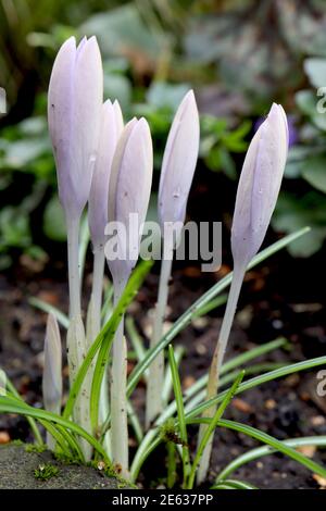 Crocus vernus ‘Jeanne d’Arc’ Crocus Joan of Arc – blühende Knospen reinweißer Krokusse mit sehr hellen Fliederadern, Januar, England, Großbritannien Stockfoto