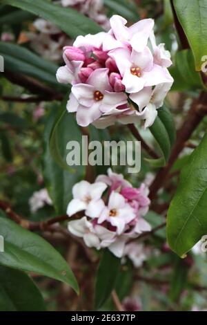 Daphne odora kleine Gruppen von stark duftenden weißen Blüten, Januar, England, Großbritannien Stockfoto