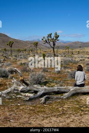 Eine Frau, die den Joshua Tree National Park in Kalifornien besucht, sitzt auf den Resten eines toten Joshua-Baumes im Park. Stockfoto