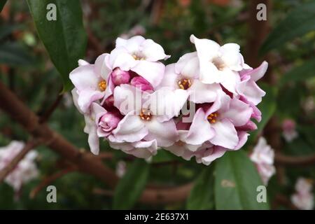 Daphne odora kleine Gruppen von stark duftenden weißen Blüten, Januar, England, Großbritannien Stockfoto