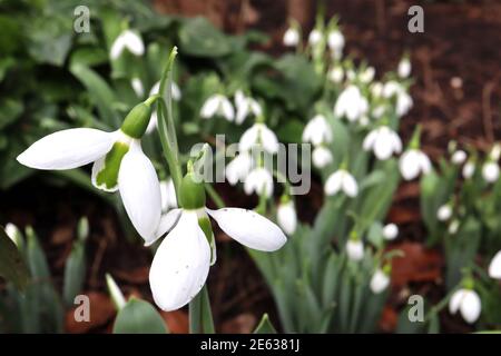 Galanthus x hybridus ‘Merlin’ Snowdrop Merlin – hängende weiße glockenförmige Blüten mit großer grüner Markierung auf den inneren Blütenblättern, Januar, England, Großbritannien Stockfoto