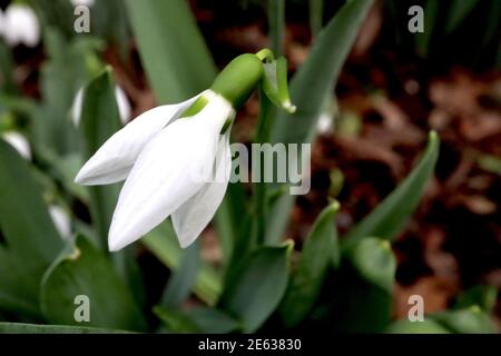 Galanthus x hybridus ‘Merlin’ Snowdrop Merlin – hängende weiße glockenförmige Blüten mit großer grüner Markierung auf den inneren Blütenblättern, Januar, England, Großbritannien Stockfoto