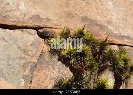 Riesige Granitfelsen und Felsbrocken konkurrieren mit Joshua Trees als landschaftliche Attraktionen im Joshua Tree National Park in Kalifornien. Stockfoto