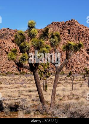 Riesige Granitfelsen und Felsbrocken konkurrieren mit Joshua Trees als landschaftliche Attraktionen im Joshua Tree National Park in Kalifornien. Stockfoto