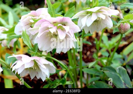 Helleborus x hybridus ‘Double Ellen White’ Double White Hellebores – nickende doppelte weiße Blüten mit rosa Reflexen, Januar, England, Großbritannien Stockfoto