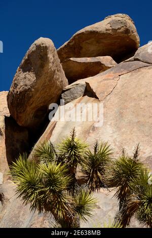 Riesige Granitfelsen und Felsbrocken konkurrieren mit Joshua Trees als landschaftliche Attraktionen im Joshua Tree National Park in Kalifornien. Stockfoto