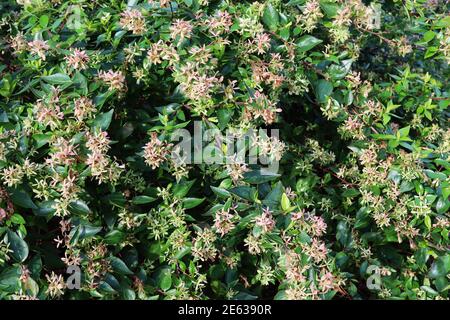 Abelia chinensis Chinese abelia – Masse rosa Kelchblätter über glänzenden dunkelgrünen ovalen Blättern, Januar, England, Großbritannien Stockfoto