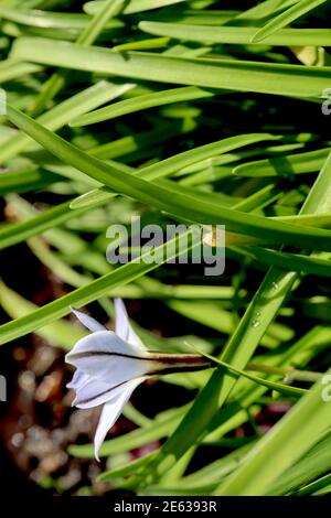 Ipheion uniflorum Springstar – Blütenblattunterseite einer weißen sternförmigen Blume mit schwarzen vertikalen Streifen auf jedem Blütenblatt, Januar, England, Großbritannien Stockfoto