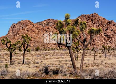 Riesige Granitfelsen und Felsbrocken konkurrieren mit Joshua Trees als landschaftliche Attraktionen im Joshua Tree National Park in Kalifornien. Stockfoto