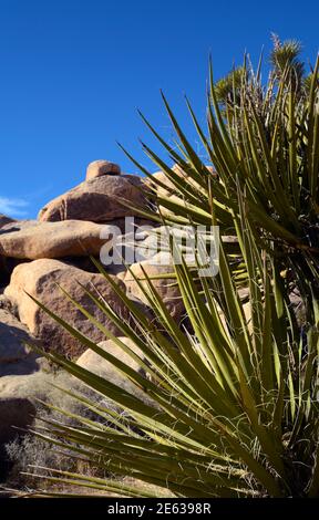 Riesige Granitfelsen und Felsbrocken konkurrieren mit Joshua Trees als landschaftliche Attraktionen im Joshua Tree National Park in Kalifornien. Stockfoto