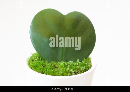 Natur Liebe ist ein grünes Blatt mit Liebe kultiviert Stockfoto