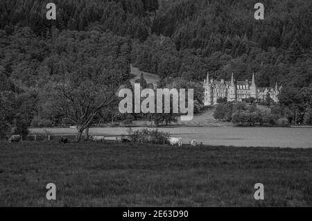 Schwarz-Weiß-Effekt von grasenden Kühen vor Loch Achray, Schottland. Konzept: Reise nach Schottland, typische Landschaften Schottlands Stockfoto