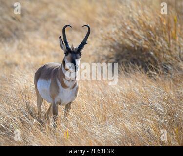 Pronghorn-Buck im Hart Mountain National Antelope Refuge im Südosten von Oregon. Stockfoto