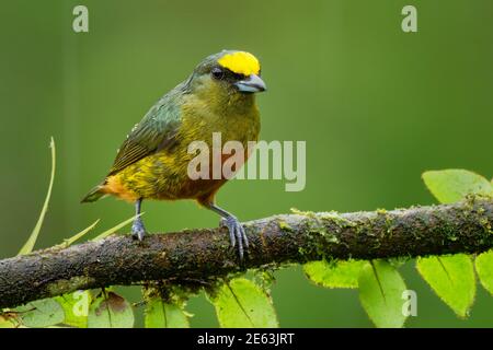 Olive-backed Euphonia - Euphonia gouldi Schmetterling (Tagfalter) aus der Familie der Finken, Bewohner Züchter im Karibischen Tiefland und Ausläufern von southe Stockfoto