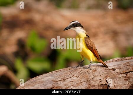 Große Kiskadee - Pitangus sulfuratus passerine gelb, weiß, schwarz und braun Vogel in der Tyrann Fliegenfänger Familie Tyrannidae, Rassen in offenen Waldla Stockfoto