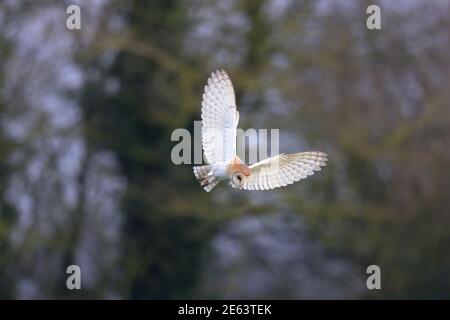 Die Stalleule ist die am weitesten verbreitete Eulenart der Welt und eine der am weitesten verbreiteten Vogelarten. Stockfoto