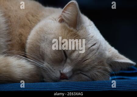 Nahaufnahme eines Katzengesichts. Die gelbe Hauskatze schläft friedlich Stockfoto