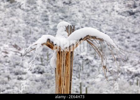 Saguaro Kaktusskelett bedeckt mit Schnee in der Wüste bei Tucson, Arizona. Stockfoto