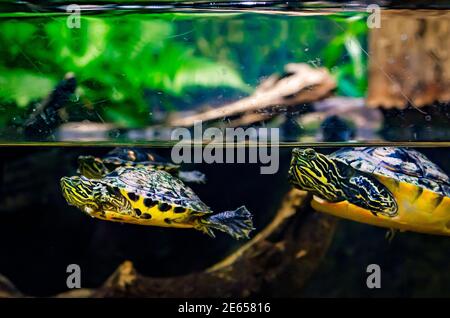 Alabama Rotbauchschildkröten schwimmen in einer Ausstellung, die das Mobile Delta im Dauphin Island Sea Lab und Estuarium in Dauphin Island, Alabama, darstellt. Stockfoto