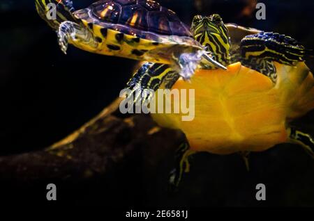 Alabama Rotbauchschildkröten schwimmen in einer Ausstellung, die das Mobile Delta im Dauphin Island Sea Lab und Estuarium in Dauphin Island, Alabama, darstellt. Stockfoto