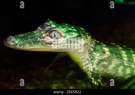 Ein Baby-amerikanischer Alligator schwimmt in einer Ausstellung, die das Mobile Delta im Dauphin Island Sea Lab und Estuarium in Dauphin Island, Alabama, darstellt. Stockfoto