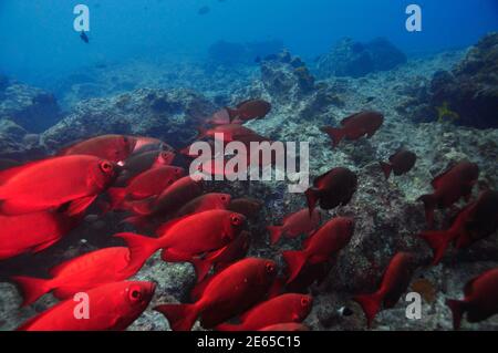 Schule von Moontail Bullseye oder Crescent-tailed Bigeye (Priacanthus hamrur), Seychellen Stockfoto