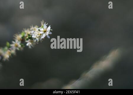Weiße Blüte mit kräftigem Bokeh und dunklem Hintergrund im Frühjahr Zeit Stockfoto