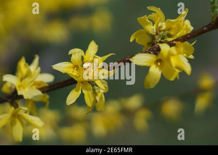 Forsythia intermedia oder goldene Glocken gelb blühen im Frühling mit Verzweigung Stockfoto