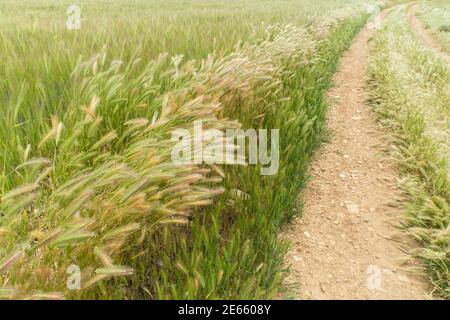 Feldweg verschwindet in den Hintergrund, in einem reifen Weizenfeld bereit, geerntet werden Stockfoto