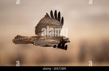 Niedrig fliegender, junger Rotschwanz-Falke Stockfoto