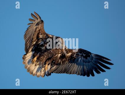 Jugendlicher Weißkopfseeadler gegen den blauen Himmel nach dem Abheben Stockfoto