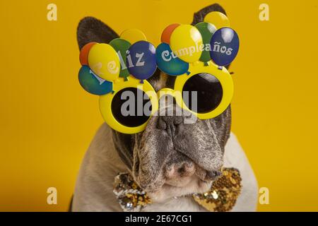 Porträt von Französisch Bulldogge mit Glücklichen Geburtstagsbrille und Bogen Krawatte Stockfoto