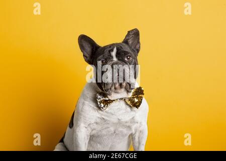 Elegante französische Bulldogge mit Pailletten Fliege Blick auf die Kamera Auf gelbem Hintergrund Stockfoto