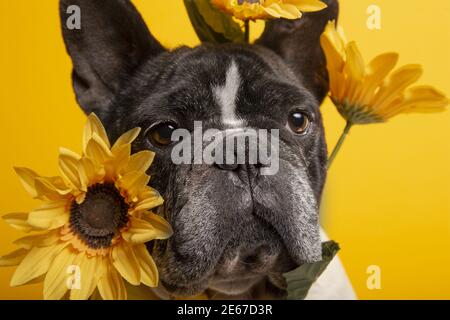 Isoliertes Porträt der französischen Bulldogge mit Sonnenblumen auf gelbem Hintergrund Stockfoto