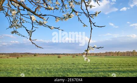Springtime Feld mit gepflanzten Ernte. Landwirtschaftliches Ackerland, Land in Brandenburg bei Berlin, Deutschland, Frühlingsblumen auf Zweigen, wilder Obstbaum in Stockfoto