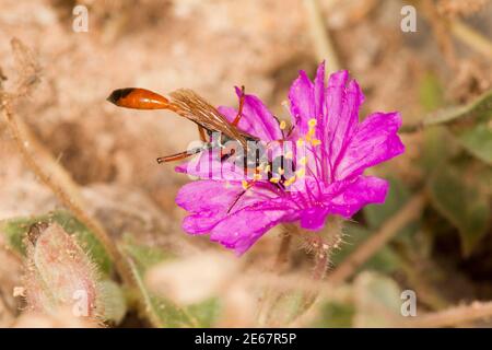 Fadenwaspe weiblich, Ammophila femurrubra, Sphecidae. Nectaring bei der Nachstellung vier O'Clock, Allionia incarnata, Nyctaginaceae. Stockfoto