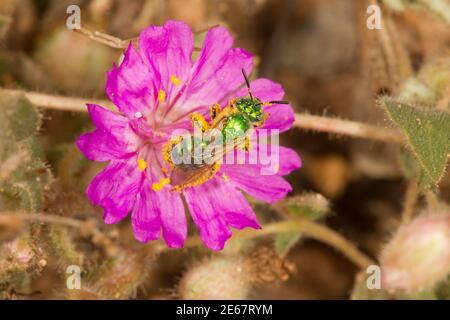 Metallische Grüne Biene weiblich, Agapostemon angelicus, Halictidae. Nectaring bei der Nachstellung vier O'Clock, Allionia incarnata, Nyctaginaceae. Stockfoto