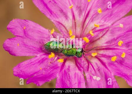 Nicht identifizierte Kuckuckwasp, Argochrysis sp., Chrysididae. Nectaring bei der Nachstellung vier O'Clock, Allionia incarnata, Nyctaginaceae. Stockfoto