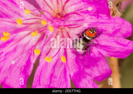 Springende Spinne, Phidippus carneus, Salticidae. Am Ende vier O'Clock, Allionia incarnata, Nyctaginaceae. Stockfoto