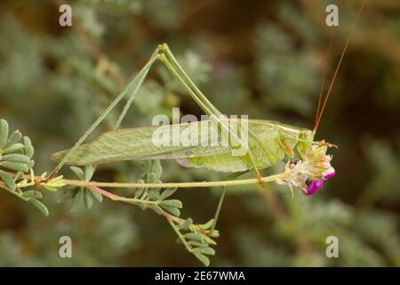 Mexikanischer Bush Katydid weiblich, Scudderia mexicana, Tettigoniidae. Fütterung von Dalea sp. Blume. Stockfoto