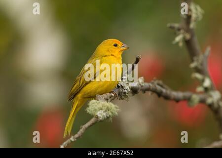 Safranfinch, Sicalis flaveola, in toten Baum thront. Stockfoto