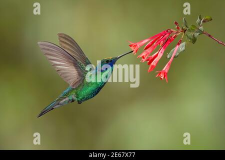 Sprudelige Violettear, Colibri Coruscans, Fütterung an Fuschia Blume. Stockfoto