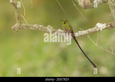 Schwarzschwanz-Trailträger-Jungmännchen, Lesbia victoriae, auf Ast thront. Stockfoto