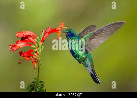 Funkelnde Geilchen, Colibri-Coruscans, Fütterung an der Kaphonigblüte, Tecomaria capensis. Stockfoto
