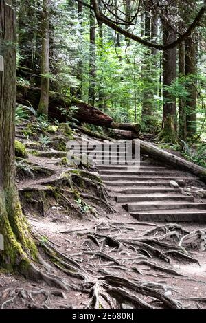 Lynn Canyon Park in North Vancouver, British Columbia in Kanada Stockfoto