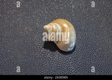 Silber-Mund Turban goldene Perle Schnecke Schale Turbo argyrostomus auf einem Blauer Hintergrund Stockfoto