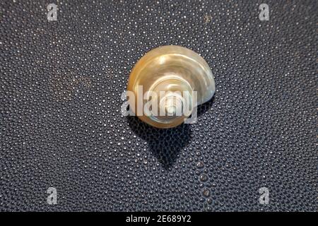 Silber-Mund Turban goldene Perle Schnecke Schale Turbo argyrostomus auf einem Blauer Hintergrund Stockfoto